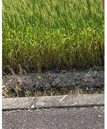 ニトリ | キッチンツール