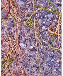 OLD NAVY | その他シューズ