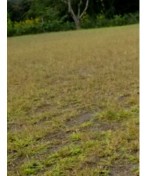 Champion | Tシャツ/カットソー