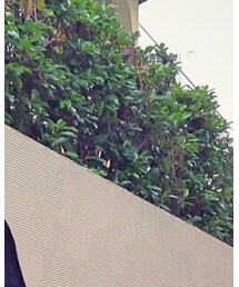 COMME des GARCONS | ブルゾン