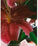 花の「その他(その他)」