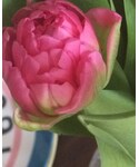 花の「インテリア(フラワーベース)」