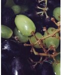 葡萄の「その他(その他)」