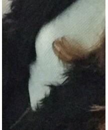 MOUSSY | ニット/セーター