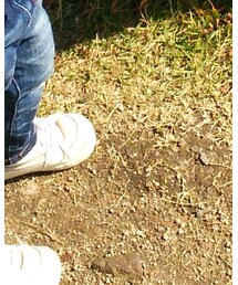 XLARGE | Tシャツ/カットソー