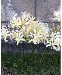 ❁❀白い彼岸花もあるんです❁❀ | その他