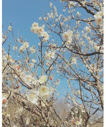 ❁.梅❁. | 福袋/福箱