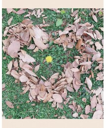 タンポポ🌼を落葉🍂の♡で囲んでみた。 | 福袋/福箱