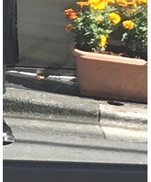 Dr. Martens | ブーツ