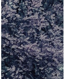 桜 | その他