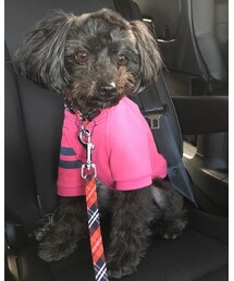 こてつ | 実家のこてつ君♡(その他)