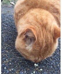 でぶねこ | その他