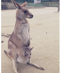 カンガルー | その他