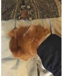 うちのわんこ | その他