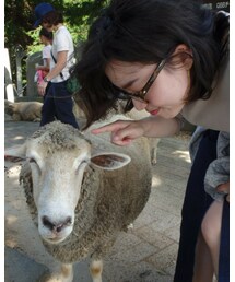 ひつじ | その他