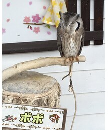 花鳥園 | その他
