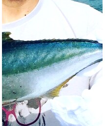 メジロ | その他