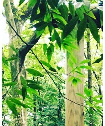 greenforest | その他