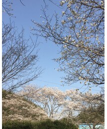 桜🌸 | その他