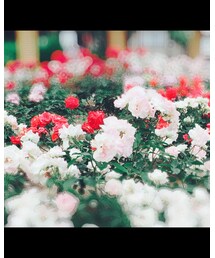 バラ🌹 | その他