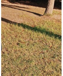 Aga | ワンピース/ドレス