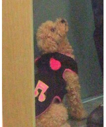 トイプ | その他