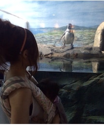 ペンギン(〃ω〃)(ペン類)