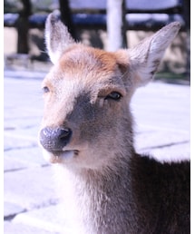 奈良公園 | トラベルグッズ