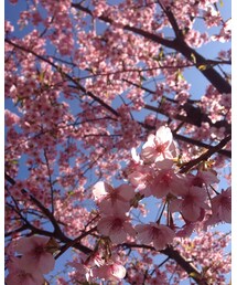 🌸 | 今日の桜(福袋/福箱)