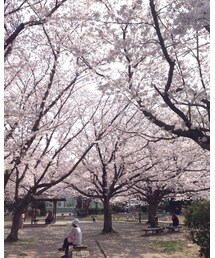 見上げる桜🌸 | (福袋/福箱)