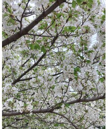 🌸 | 🌸散り始めてる〜🙈(福袋/福箱)