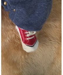 POLO | ソックス/靴下