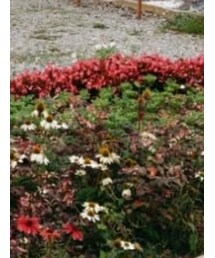 earth music & ecology | デニムパンツ