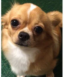 チワワ | その他