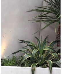 Levi's | デニムジャケット