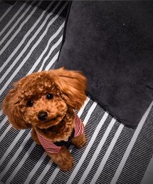 トイプードル.(その他)