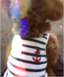 トイプードル.(シャツ/ブラウス)