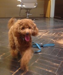 トイプードル.(その他)