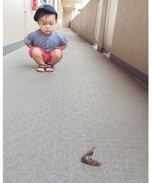 せみとの出会い | その他