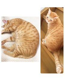 猫 | その他