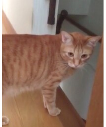 猫 | その他