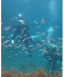 ダイビングスーツ | 水着