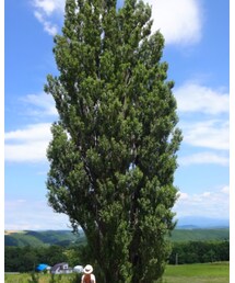 ケンとメリーの木 | その他