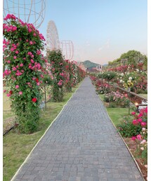 INGNI | チノパンツ