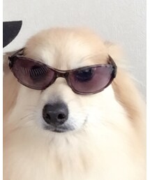 100均 | サングラス