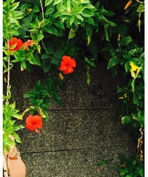 SNIDEL | サングラス