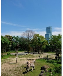天王寺動物園 | その他
