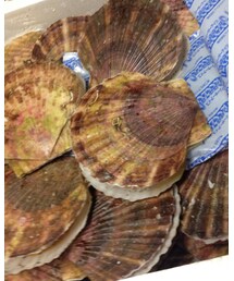 ※まだ生きてる | その他