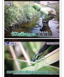 ちょう美しいトンボ | その他