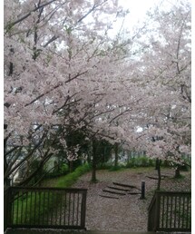 桜🌸 | (フラワーベース)